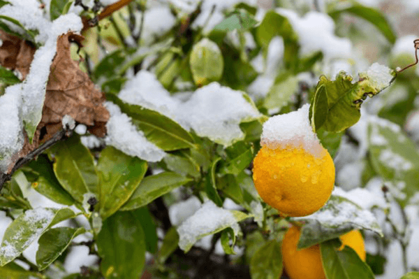 È il momento di assicurarti che le tue colture siano protette dal gelo