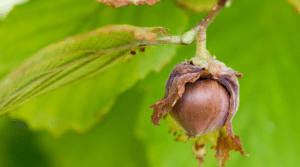 Nut Irrigation