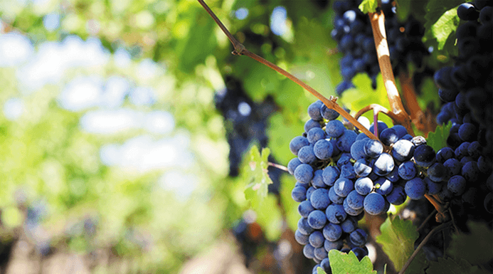 Vineyard and Grape Irrigation