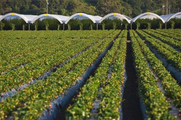 L’ala gocciolante leggera D1000 ha ottenuto il riconoscimento per l’innovazione alla Fiera EIMA