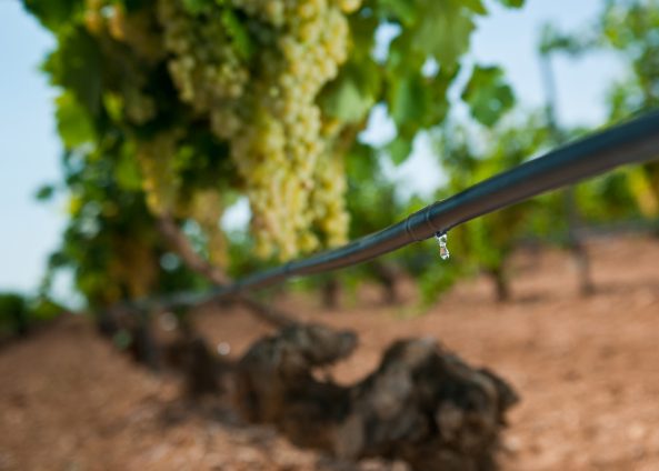 Vineyard irrigation system