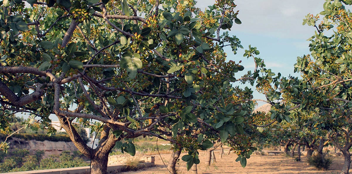 Frutta a guscio: Una coltura dai profitti elevati