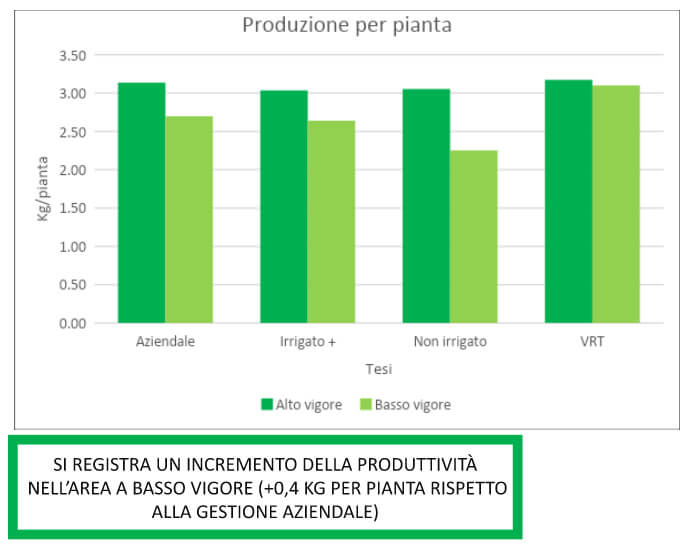 PRODUCTION PER PLANT AT HARVEST (2021)
