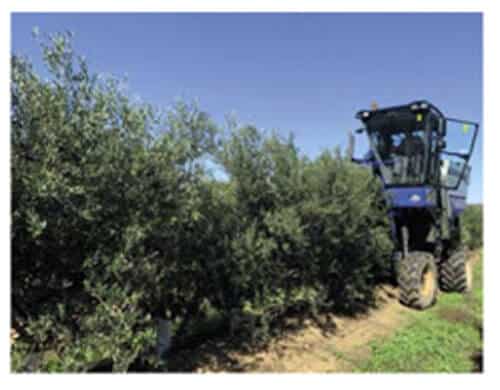 La potatura può essere eseguita meccanicamente e la raccolta avviene tramite scuotitori meccanizzati 