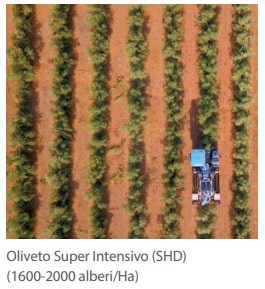 Super High Density (SHD) olive plantation (1600-2000 trees/Ha)