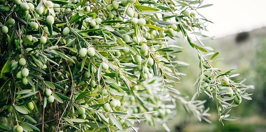 Olivo (Olio): le sfide in un mondo che cambia