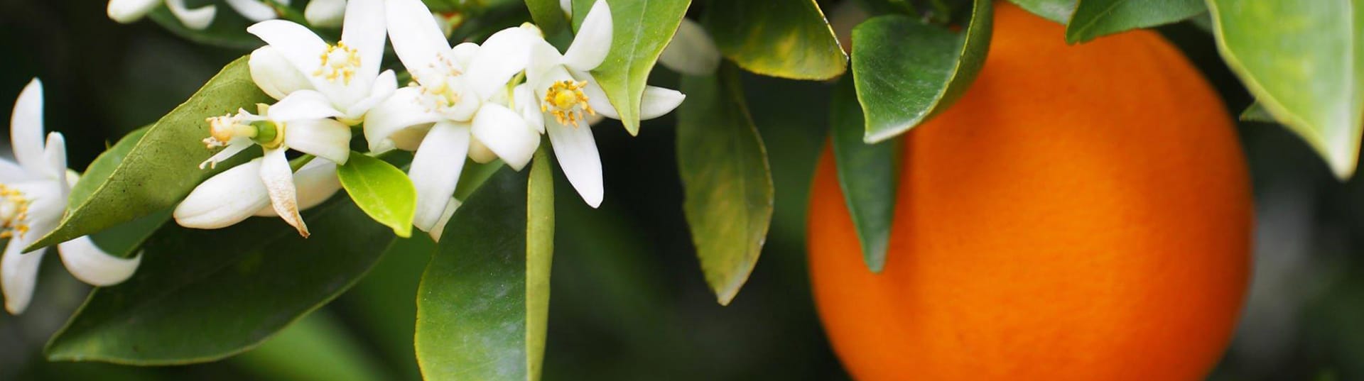 https://it.rivulisdev.co.il/wp-content/uploads/2025/06/Citrus_Banner_Desktop.jpg