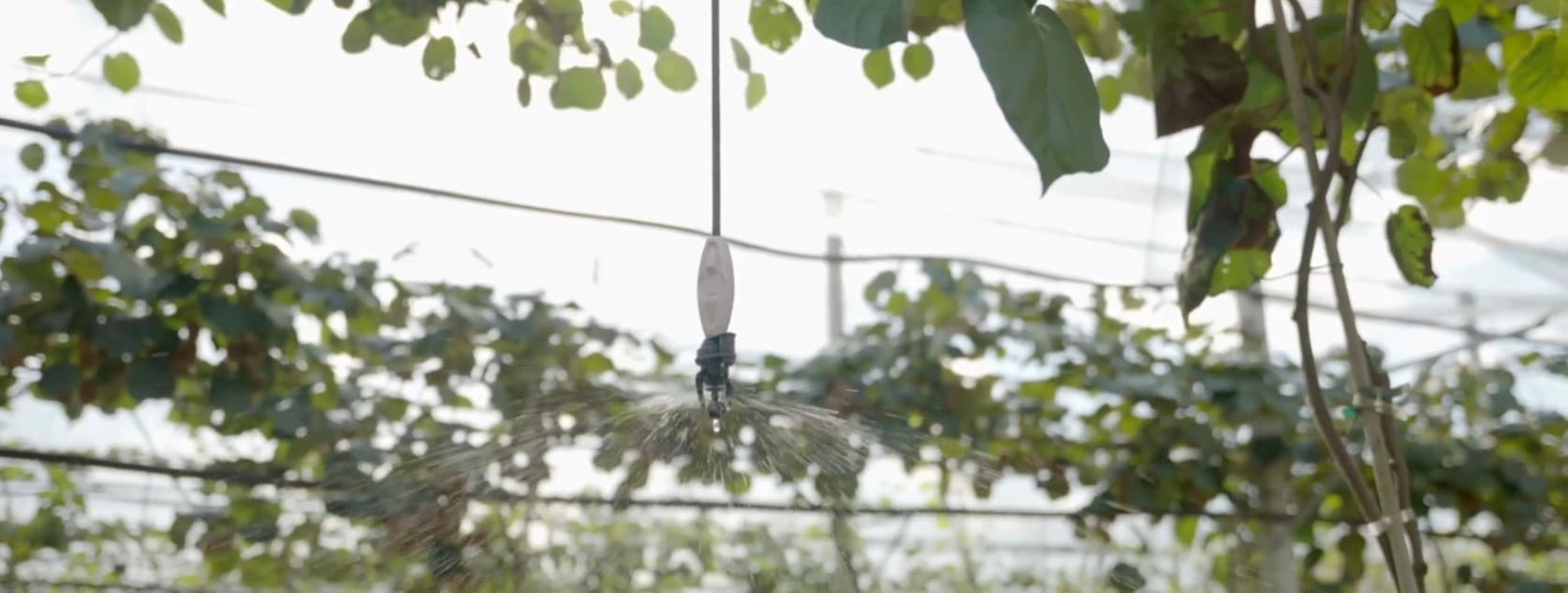 Proteggere i kiwi dai rischi climatici con l’irrigazione di precisione